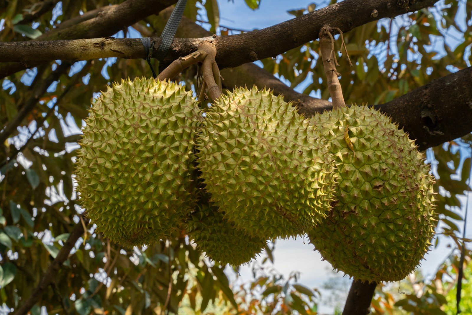 Ba trái sầu riêng gai xanh treo trên cành cây, được buộc dây đỡ, trong vườn ở Lâm Đồng, Tây Nguyên